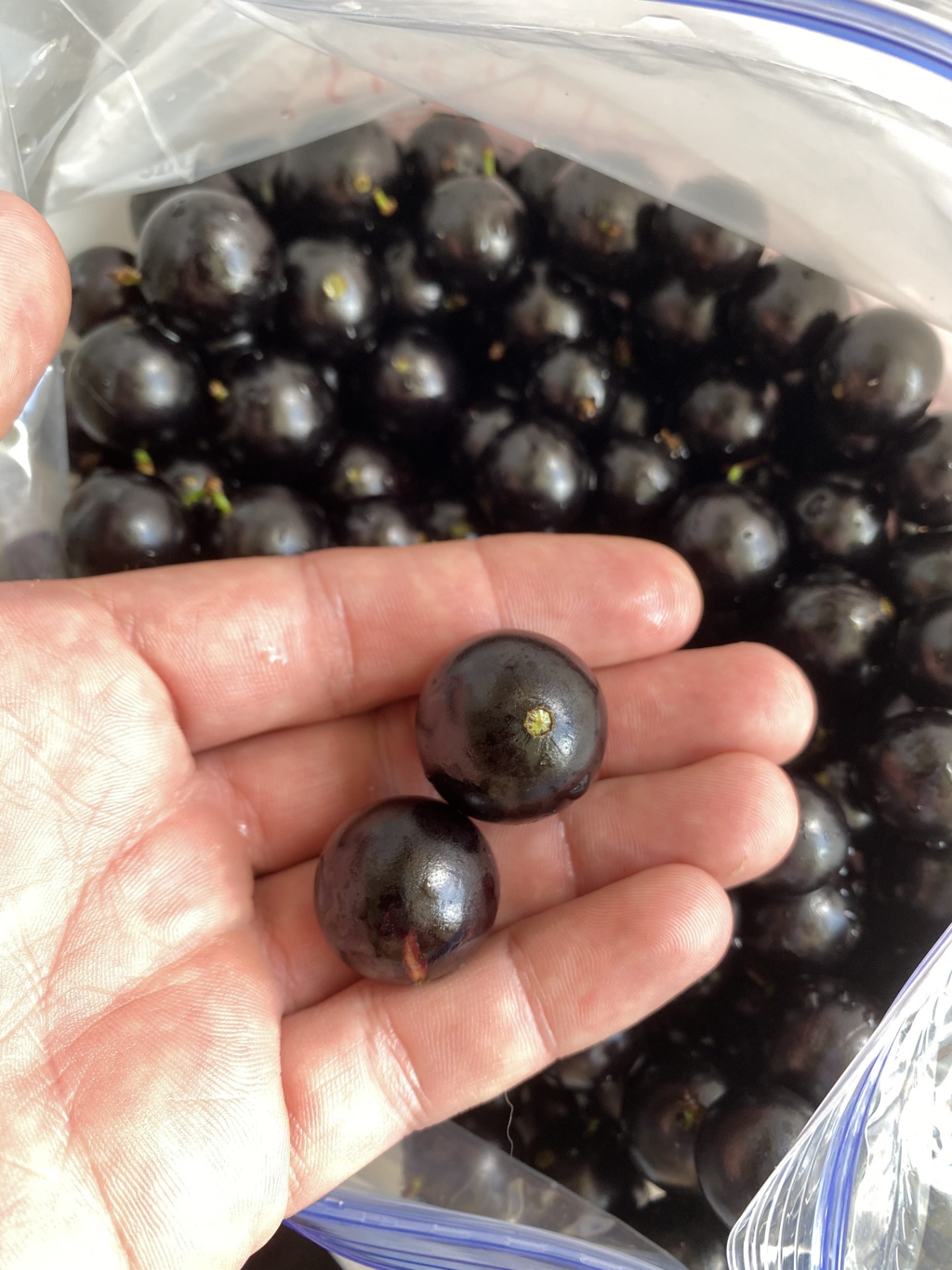 Plinia cauliflora -Sabara Jaboticaba